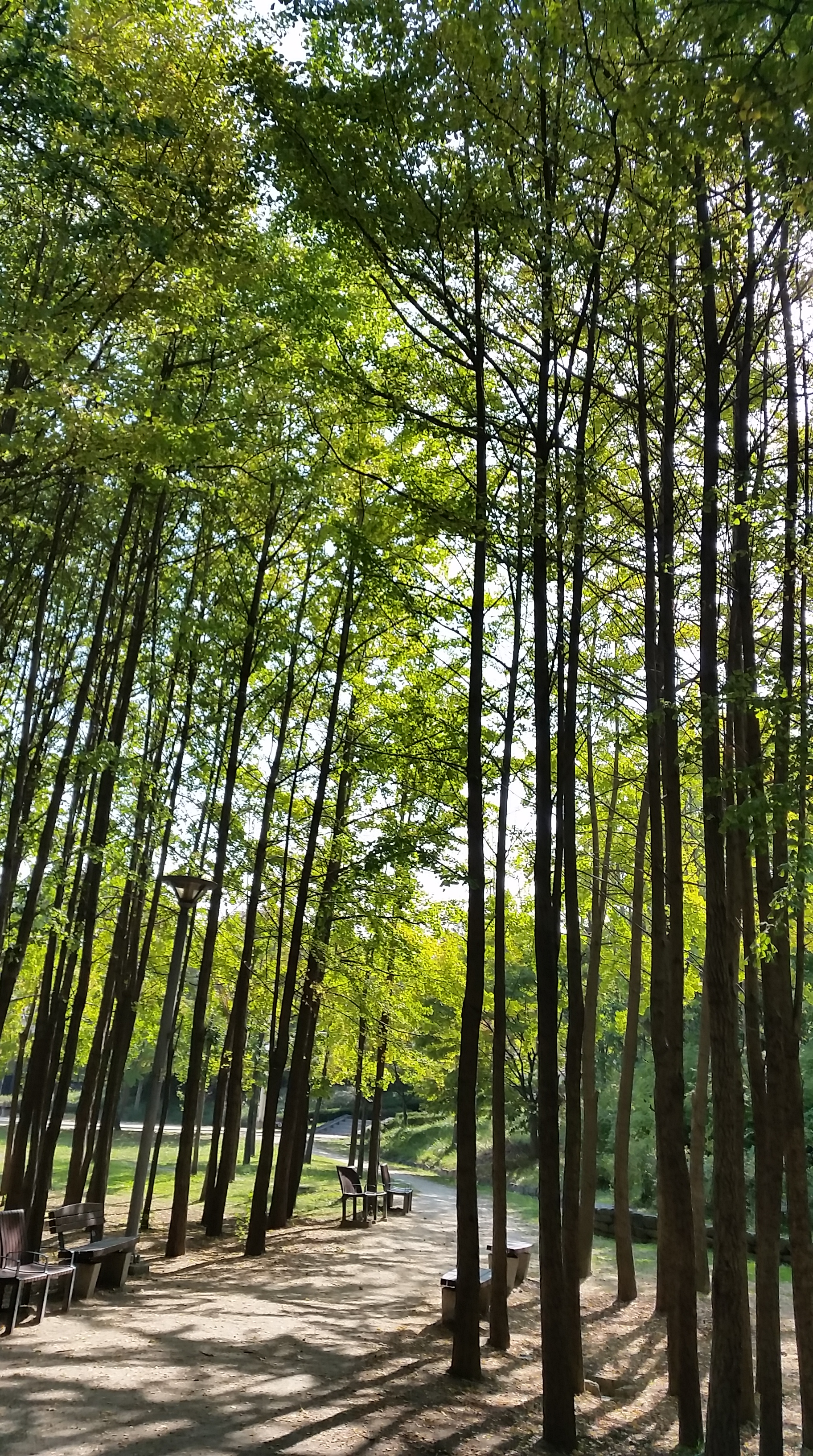 Seoul forest 3